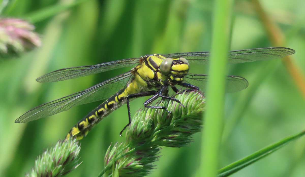 Gomphus_vulgatissimus